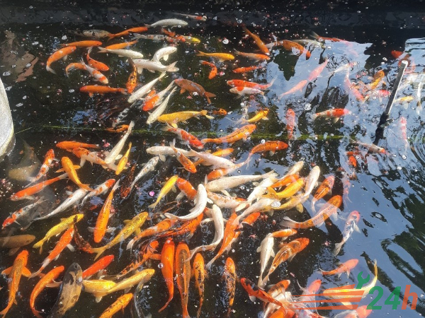 Chống thấm hồ cá Koi | Dịch Vụ Chống Thấm 24H